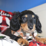 Mark Miniature Dachshund 02