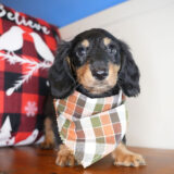 Mark Miniature Dachshund 03