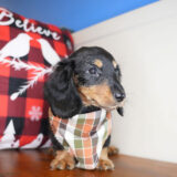 Mark Miniature Dachshund 04