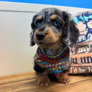 Marvin Miniature Dachshund 01