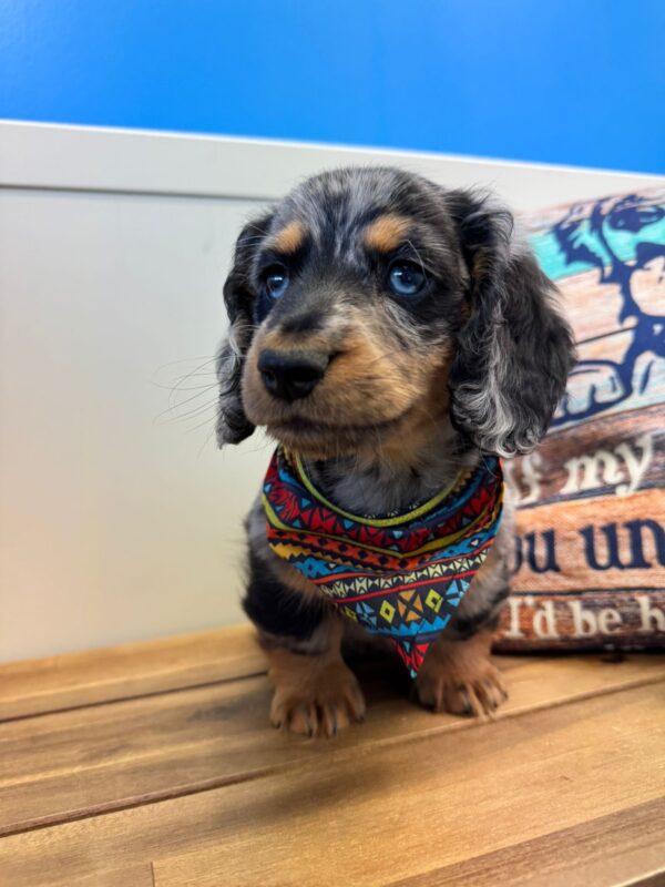 Marvin Miniature Dachshund 01