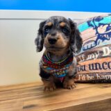 Marvin Miniature Dachshund 02