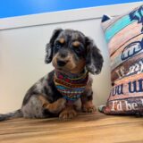 Marvin Miniature Dachshund 03