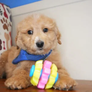 Mateo Goldendoodle 01