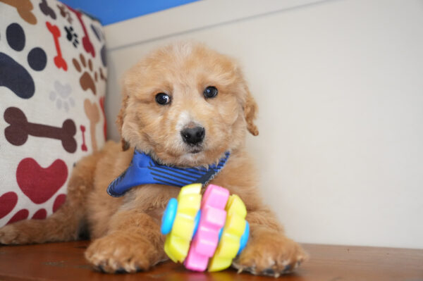 Mateo Goldendoodle 01