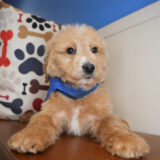 Mateo Goldendoodle 02