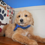 Mateo Goldendoodle 03