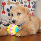 Mateo Goldendoodle 04