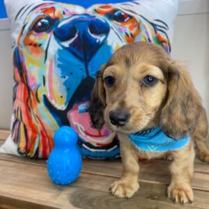 Maxton Miniature Dachshund 01