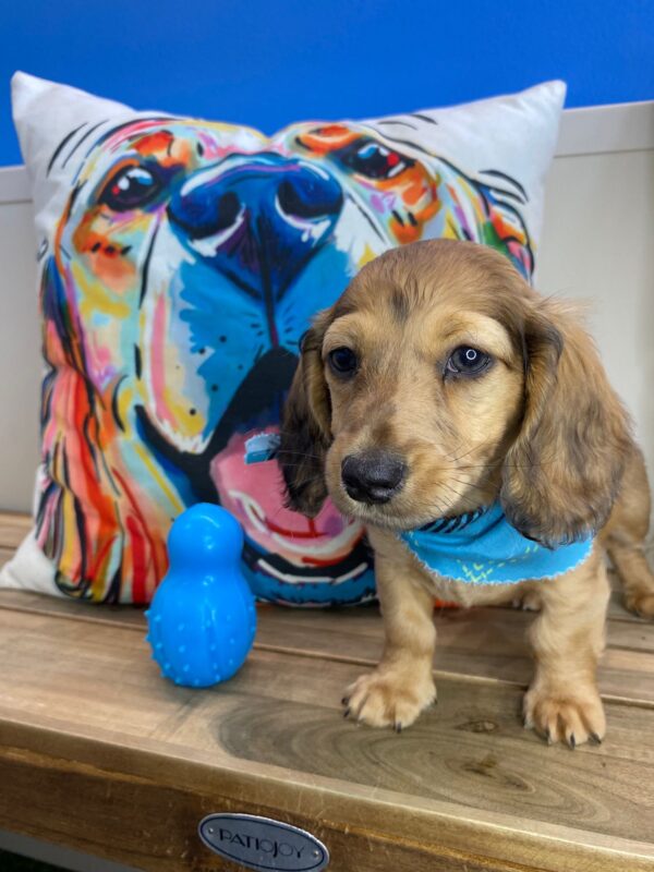 Maxton Miniature Dachshund 01