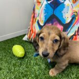 Maxton Miniature Dachshund 02