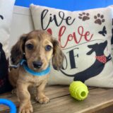 Maxton Miniature Dachshund 03