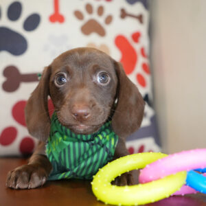 Melchior Miniature Dachshund 01