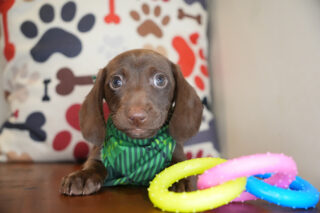 Melchior Miniature Dachshund 01