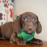 Melchior Miniature Dachshund 02