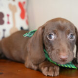 Melchior Miniature Dachshund 04