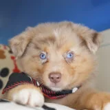 Merrick Australian Shepherd 01