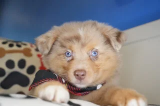 Merrick Australian Shepherd 01