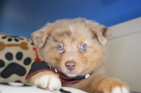 Merrick Australian Shepherd 01