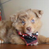 Merrick Australian Shepherd 03