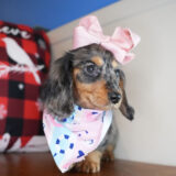 Millicent Miniature Dachshund 02