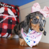 Millicent Miniature Dachshund 04