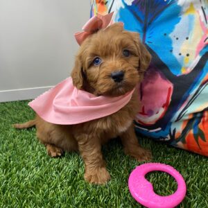 Molly Miniature Goldendoodle 01