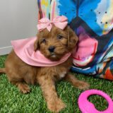 Molly Miniature Goldendoodle 02