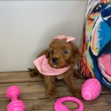 Molly Miniature Goldendoodle 03