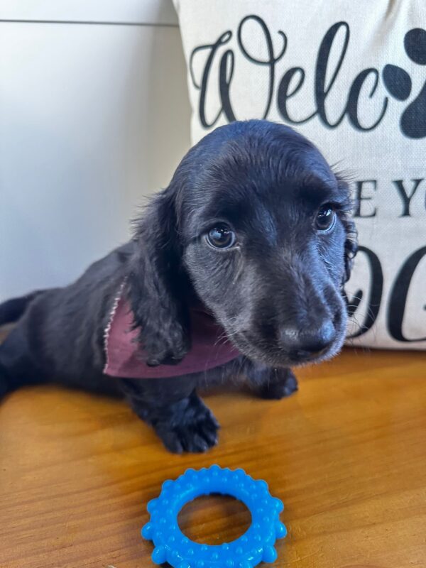 Najib Miniature Dachshund 01