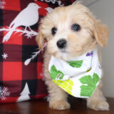 Nora Maltipoo 02