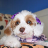 Octavia Miniature Poodle 04