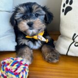 Odie Morkie 02