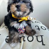 Odie Morkie 03