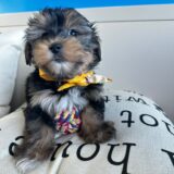 Odie Morkie 04