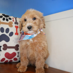 Paz Goldendoodle 01