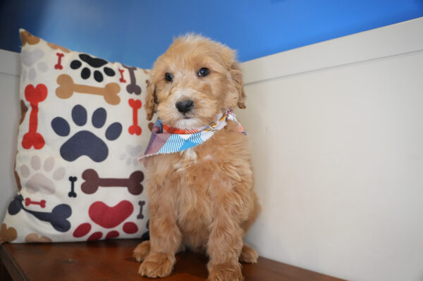 Paz Goldendoodle 01