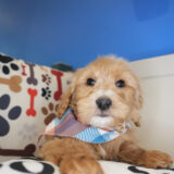 Paz Goldendoodle 02