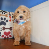 Paz Goldendoodle 03