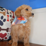 Paz Goldendoodle 04