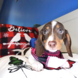 Phoebe Miniature Dachshund 02