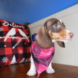 Phoebe Miniature Dachshund 04