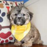 Prancer Shihpoo 04