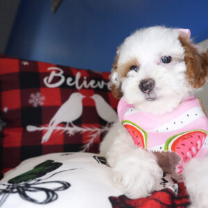 Primrose Miniature Poodle 01