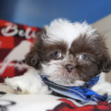 Prosperity Shih Tzu 01