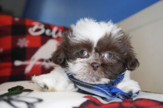 Prosperity Shih Tzu 01