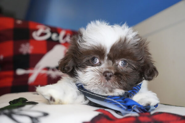 Prosperity Shih Tzu 01