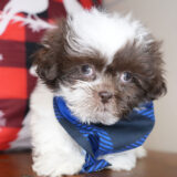 Prosperity Shih Tzu 02