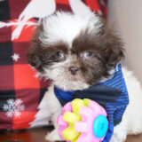 Prosperity Shih Tzu 03