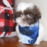 Prosperity Shih Tzu 04